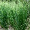 Panicum Northvind